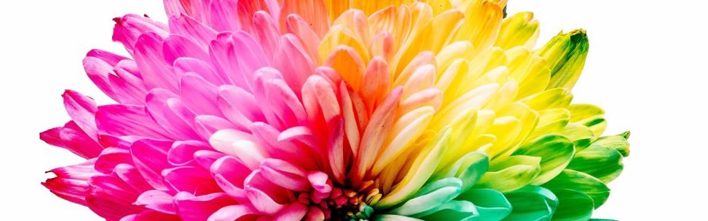flaminga chakra bloem