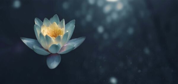 flaminga-yoga-lotus